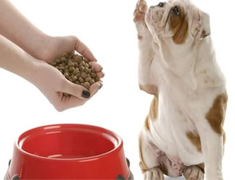 动物饲猜中氯化胆碱的测定